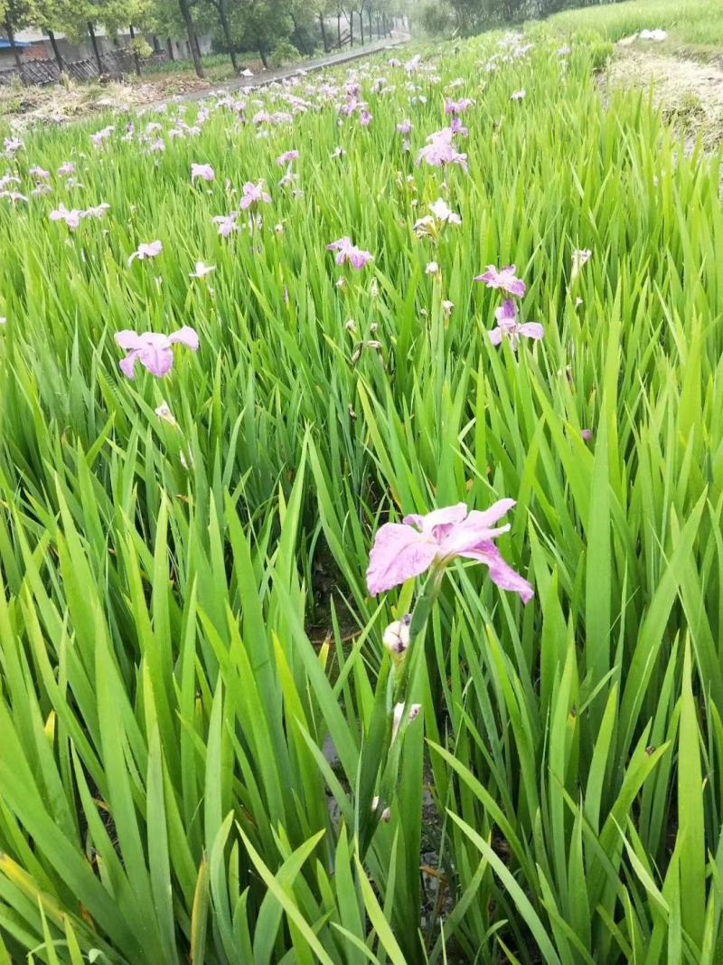 鸢尾水生鸢尾，正宗水生鸢尾，价格优惠