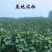葡萄苗新品种：神红娜葡萄苗，，浪漫红颜，阳光玫瑰