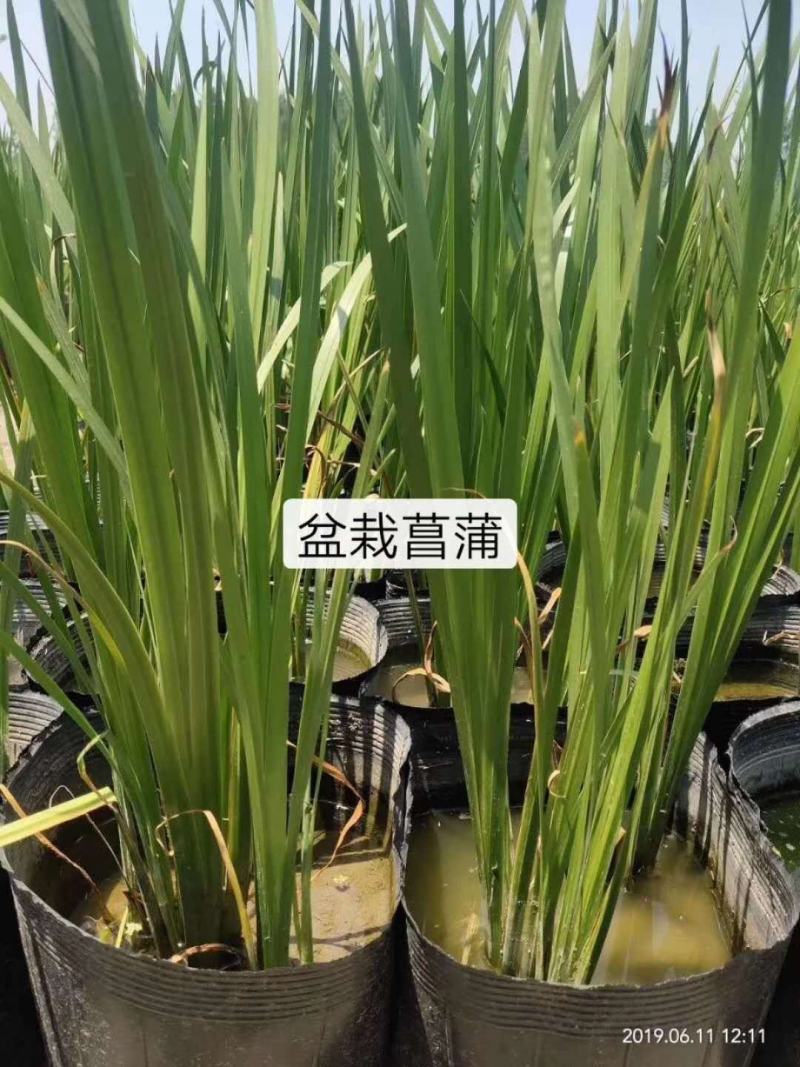 黄菖蒲，量大从优，基地直供欢迎大家咨询
