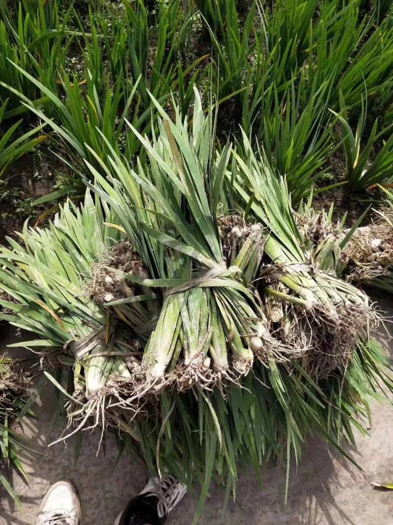 黄菖蒲，量大从优，基地直供欢迎大家咨询