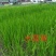 黄菖蒲，量大从优，基地直供欢迎大家咨询