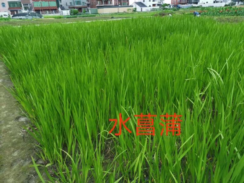 黄菖蒲，量大从优，基地直供欢迎大家咨询