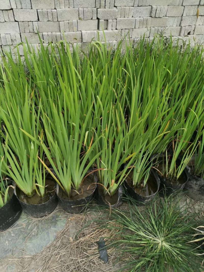 黄菖蒲，量大从优，基地直供欢迎大家咨询