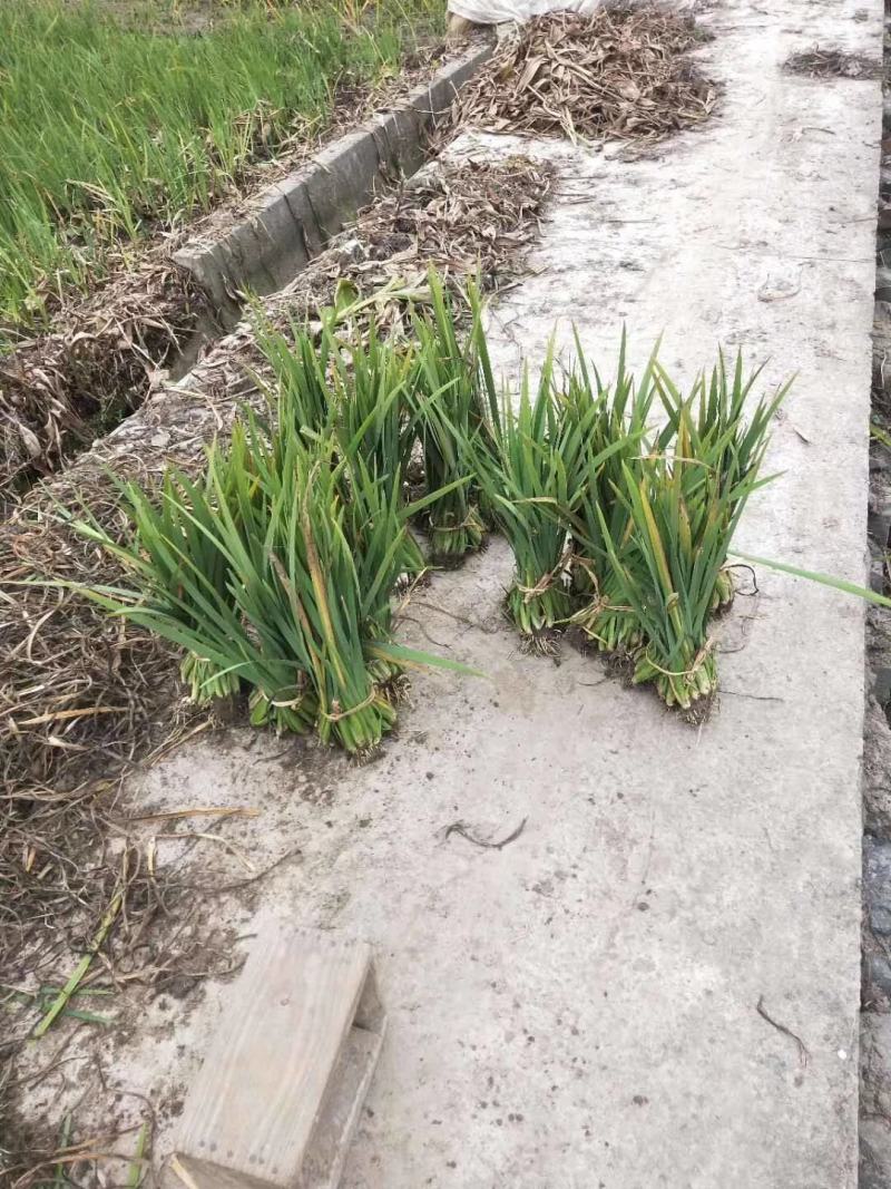 黄菖蒲，量大从优，基地直供欢迎大家咨询