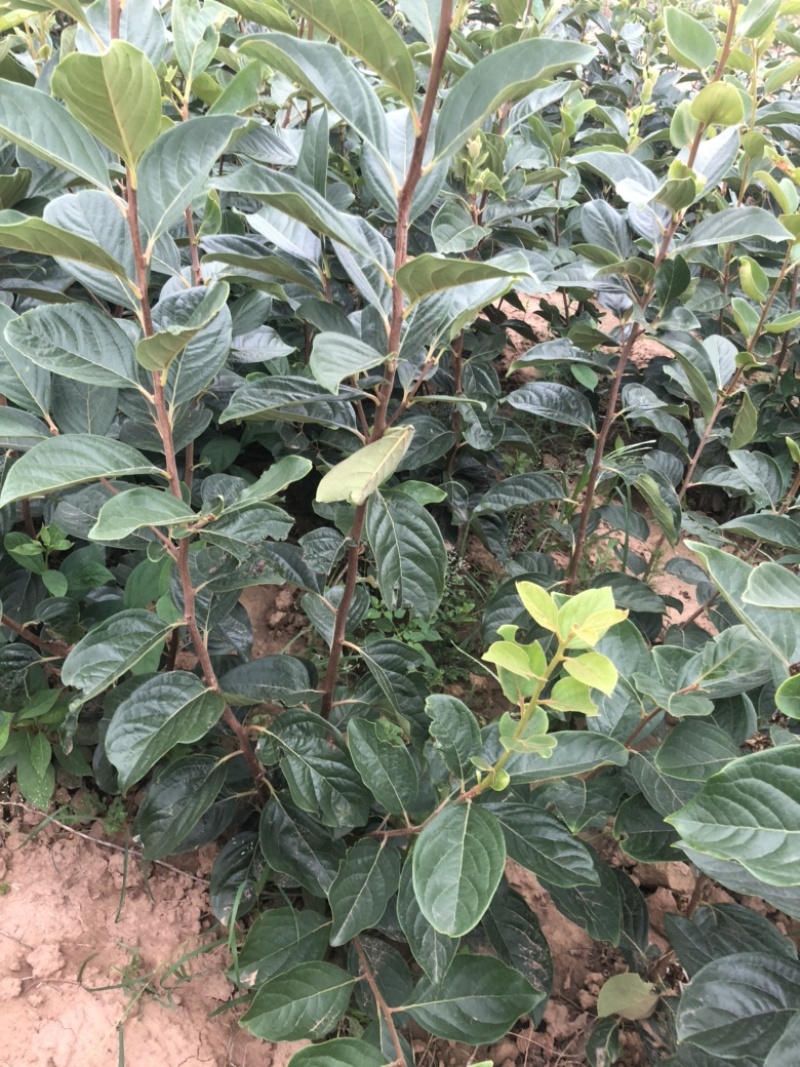 无核甜柿子苗，阳丰甜柿子苗，两年挂果柿子苗基地批发