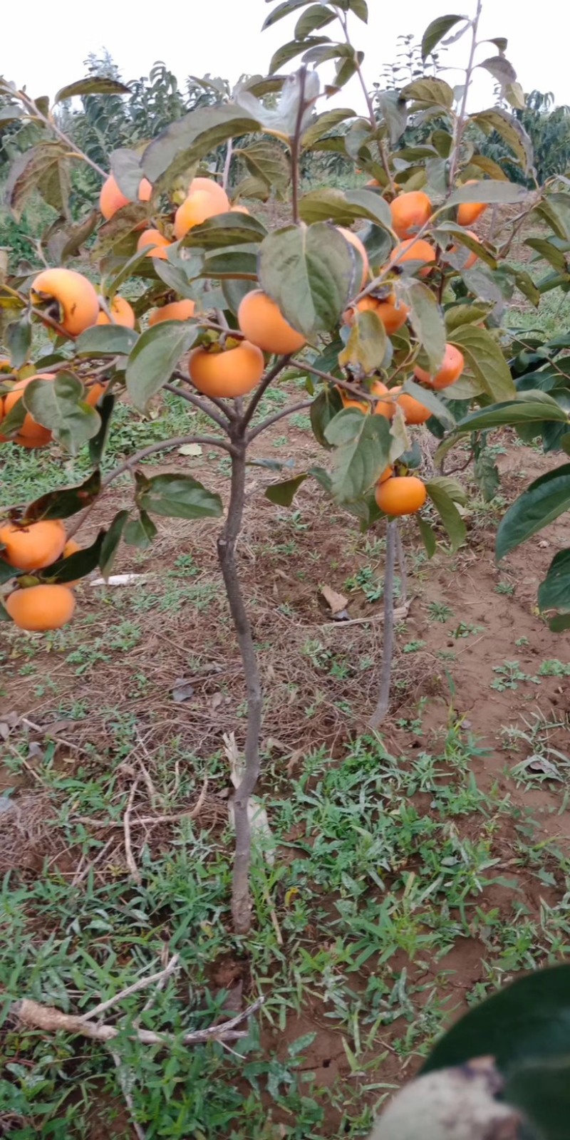 无核甜柿子苗，阳丰甜柿子苗，两年挂果柿子苗基地批发