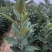 无核甜柿子苗，阳丰甜柿子苗，两年挂果柿子苗基地批发