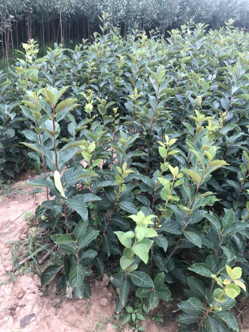 无核甜柿子苗，阳丰甜柿子苗，两年挂果柿子苗基地批发