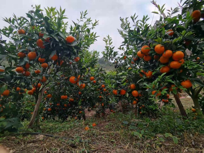 沃柑广西崇左区南宁区百色区承接电商批发商