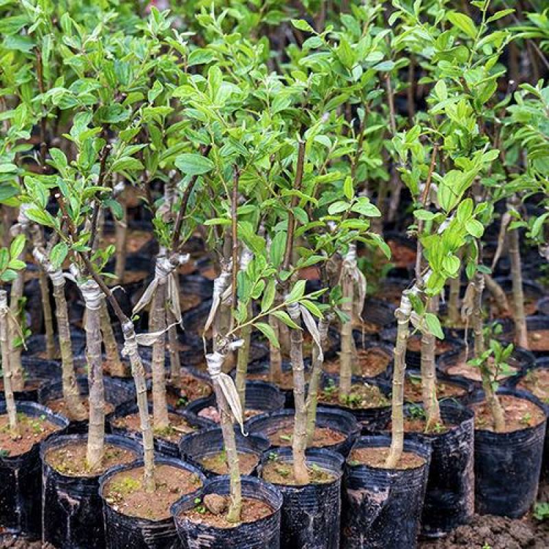 台湾大青枣果树苗南方种植嫁接苗庭院四季盆栽地栽水果苗当年