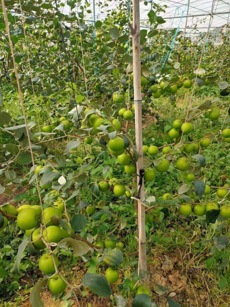 台湾大青枣果树苗南方种植嫁接苗庭院四季盆栽地栽水果苗当年