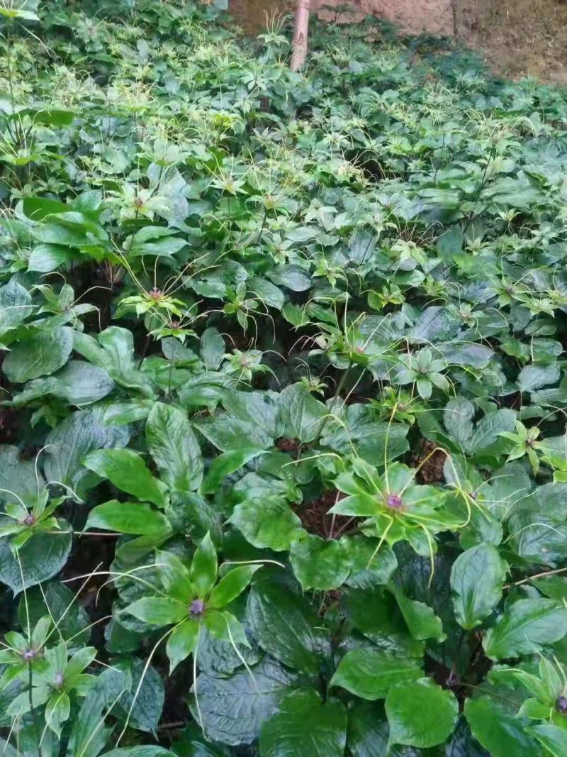 精品滇重楼苗七叶一枝花滇重楼华重楼苗头芽头苗