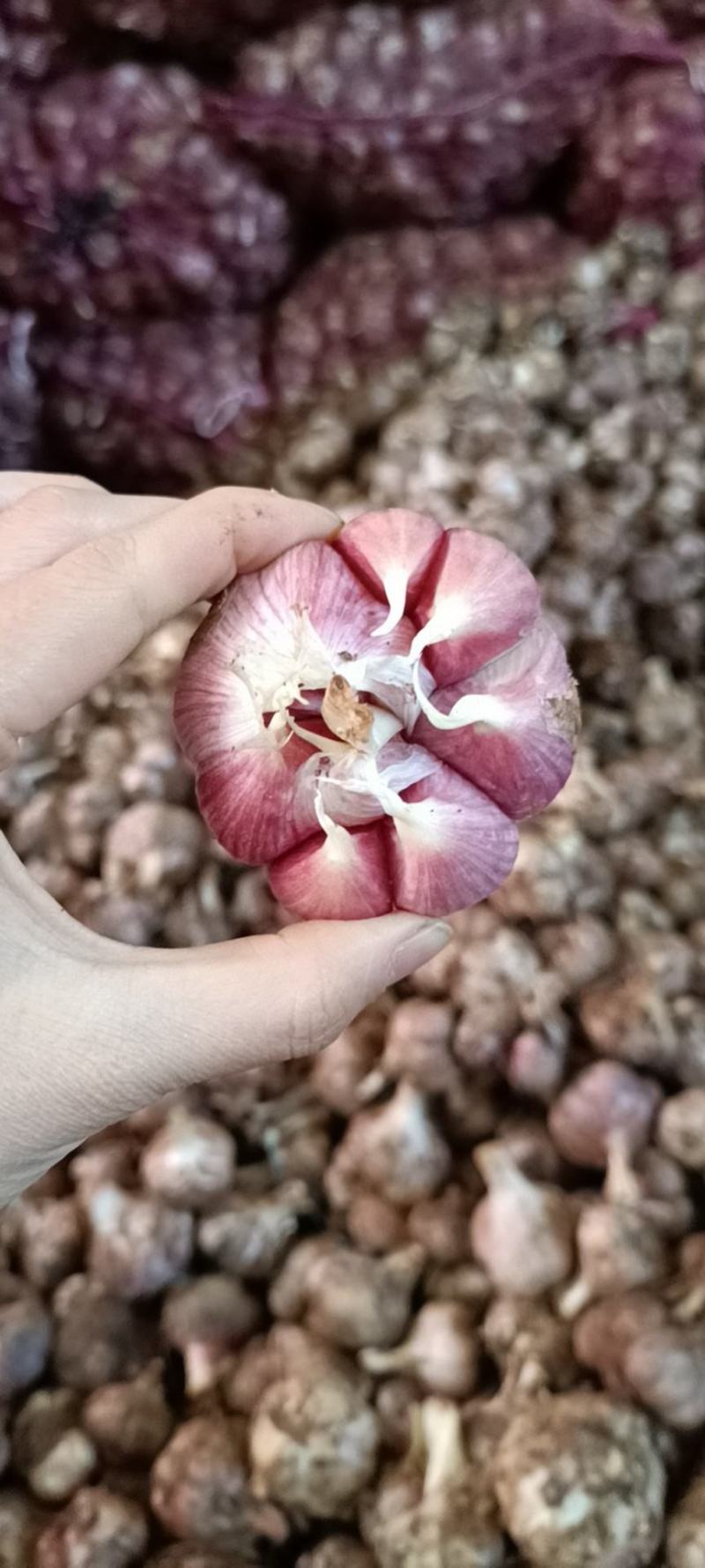 云南紫皮蒜，比一般大蒜香3倍，蒜中贵族，常吃大蒜和常吃苹