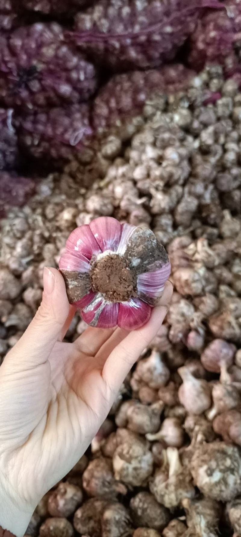 云南紫皮蒜，比一般大蒜香3倍，蒜中贵族，常吃大蒜和常吃苹