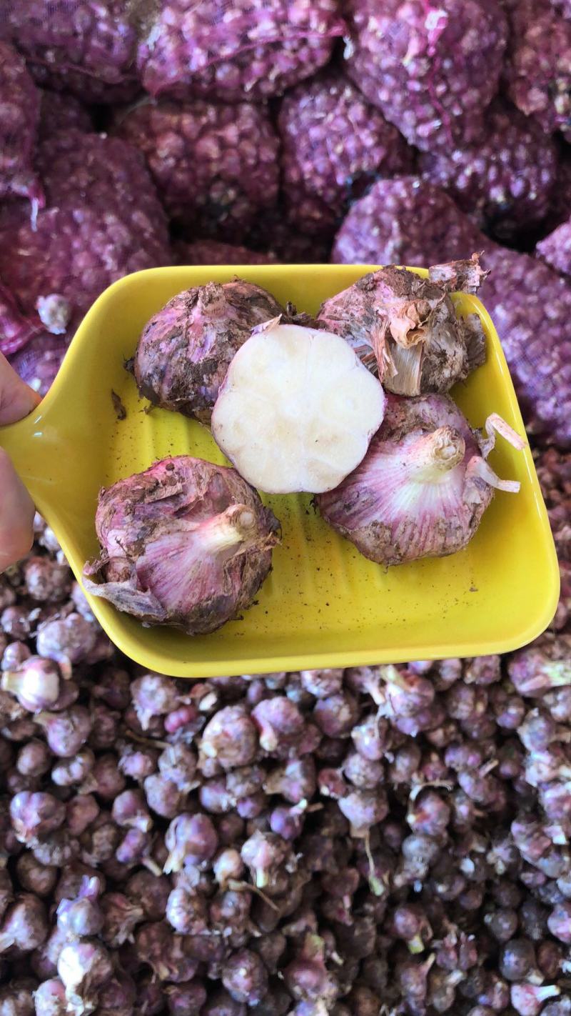 云南紫皮蒜，比一般大蒜香3倍，蒜中贵族，常吃大蒜和常吃苹