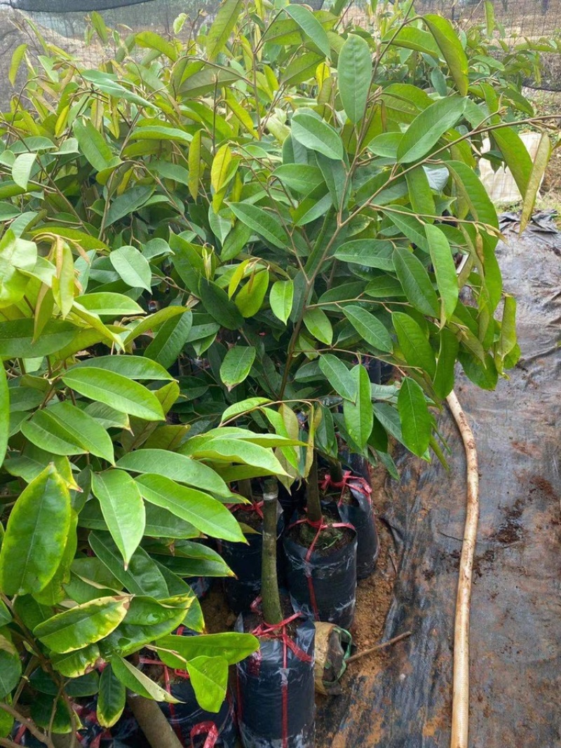 黑刺榴莲苗进口嫁接正品（带土带叶顺丰快运发货假一赔十