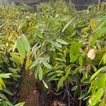 大猫山王榴莲苗马来西亚品种D197可以直接下单假一赔十