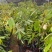 大猫山王榴莲苗马来西亚品种D197可以直接下单假一赔十