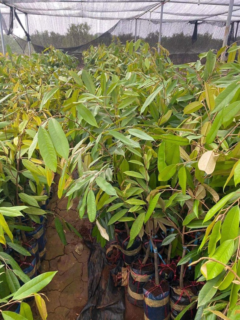 大猫山王榴莲苗马来西亚品种D197可以直接下单假一赔十