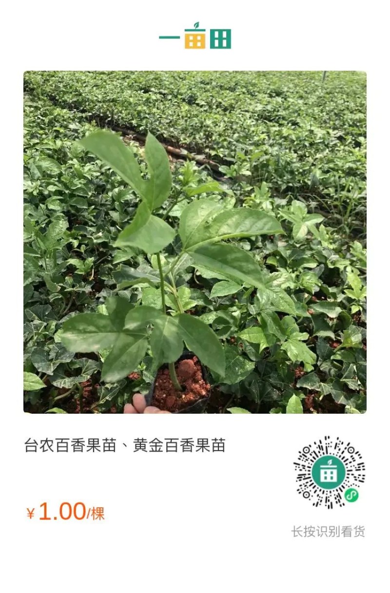 紫香、台农、黄金百香果脱毒苗