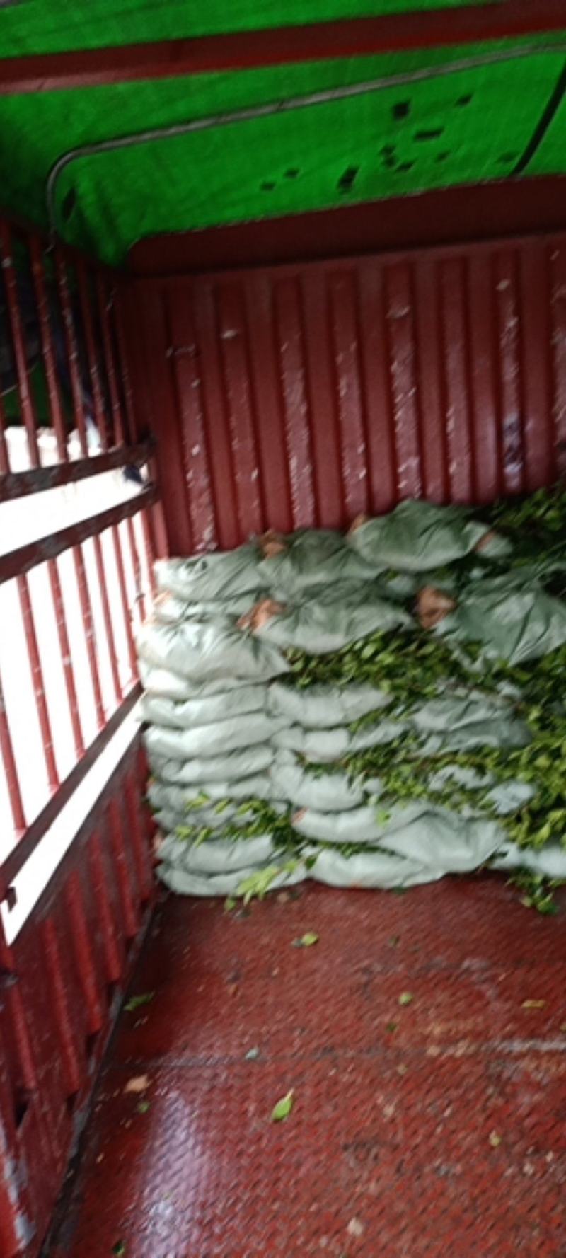 油茶树苗【三年大杯苗】湘林系列嫁接高产油茶苗。