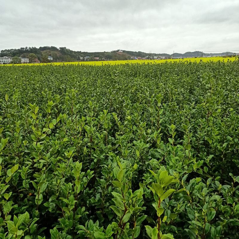 油茶树苗【三年大杯苗】湘林系列嫁接高产油茶苗。