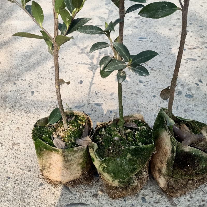 油茶树苗【三年大杯苗】湘林系列嫁接高产油茶苗。