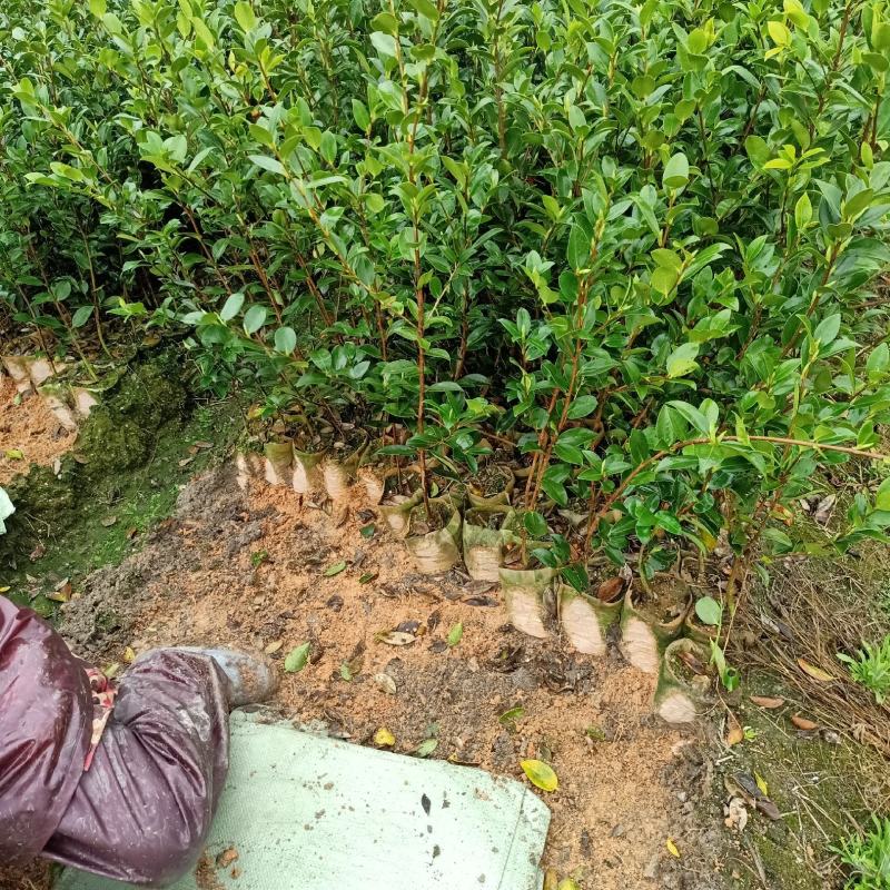 油茶树苗【三年大杯苗】湘林系列嫁接高产油茶苗。