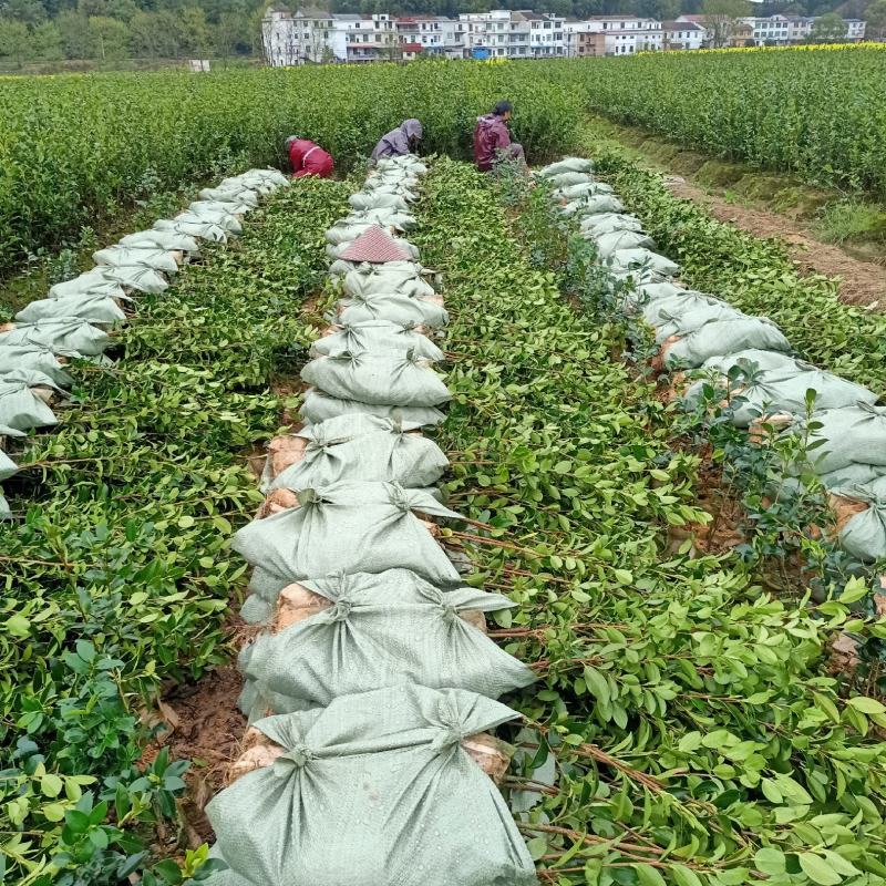 油茶树苗【三年大杯苗】湘林系列嫁接高产油茶苗。