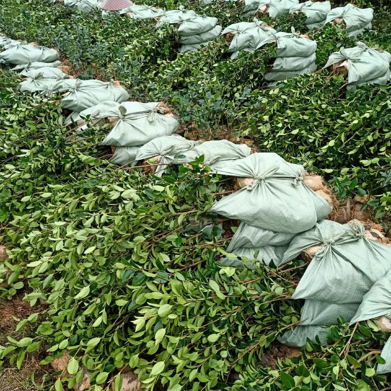 油茶树苗【三年大杯苗】湘林系列嫁接高产油茶苗。
