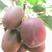 软枣猕猴桃苗品种齐全保证纯度，保质保量量大从优