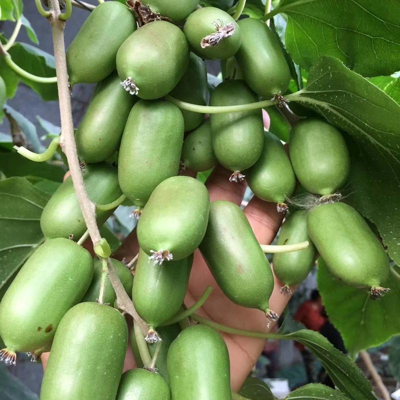 软枣猕猴桃苗品种齐全保证纯度，保质保量量大从优