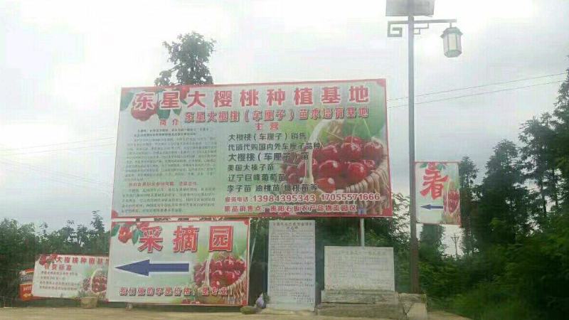 转让24年大樱桃（车厘子）美国大红袍李子48000每年