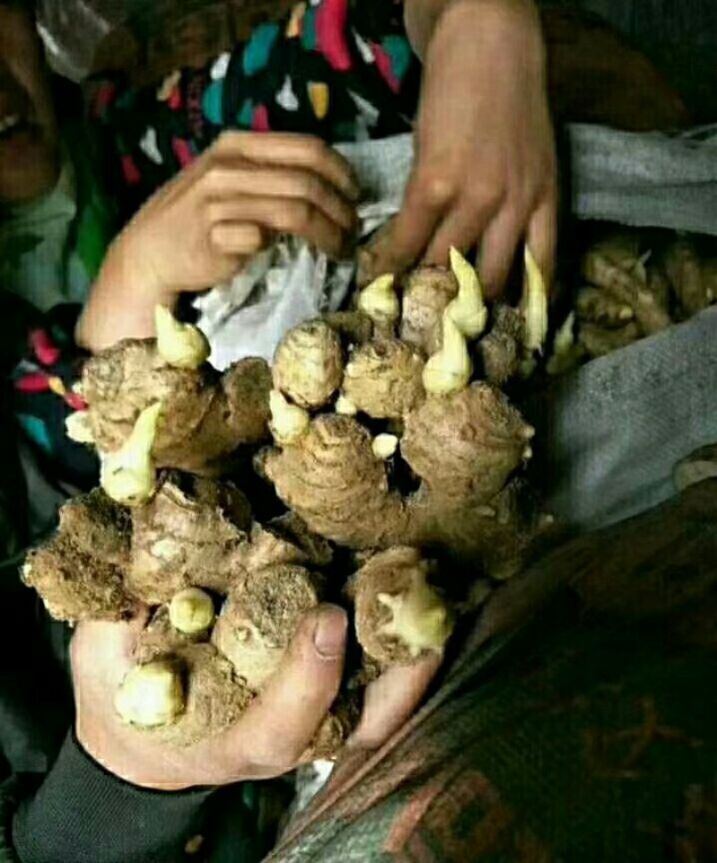 山东直销姜种，368姜种高产，提供种植技术，全国发货
