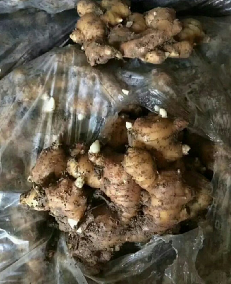 山东直销姜种，368姜种高产，提供种植技术，全国发货