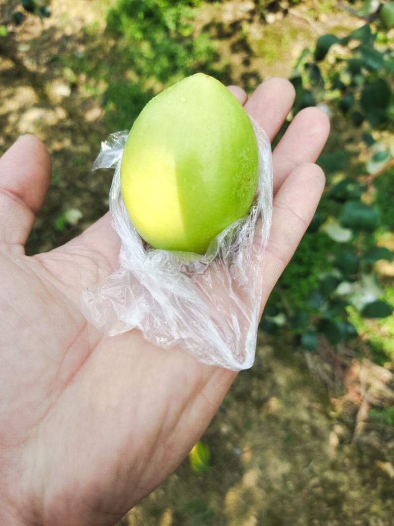 基地直直供大青枣口感脆甜