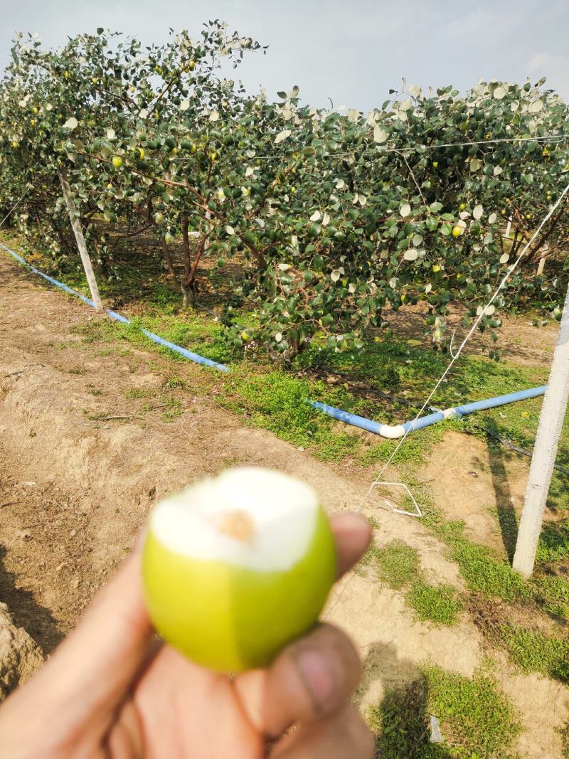 基地直直供大青枣口感脆甜