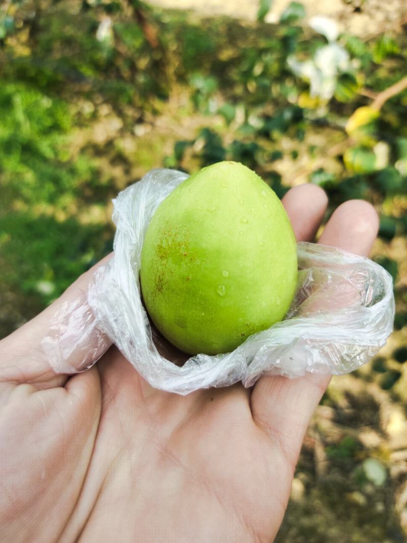 基地直直供大青枣口感脆甜