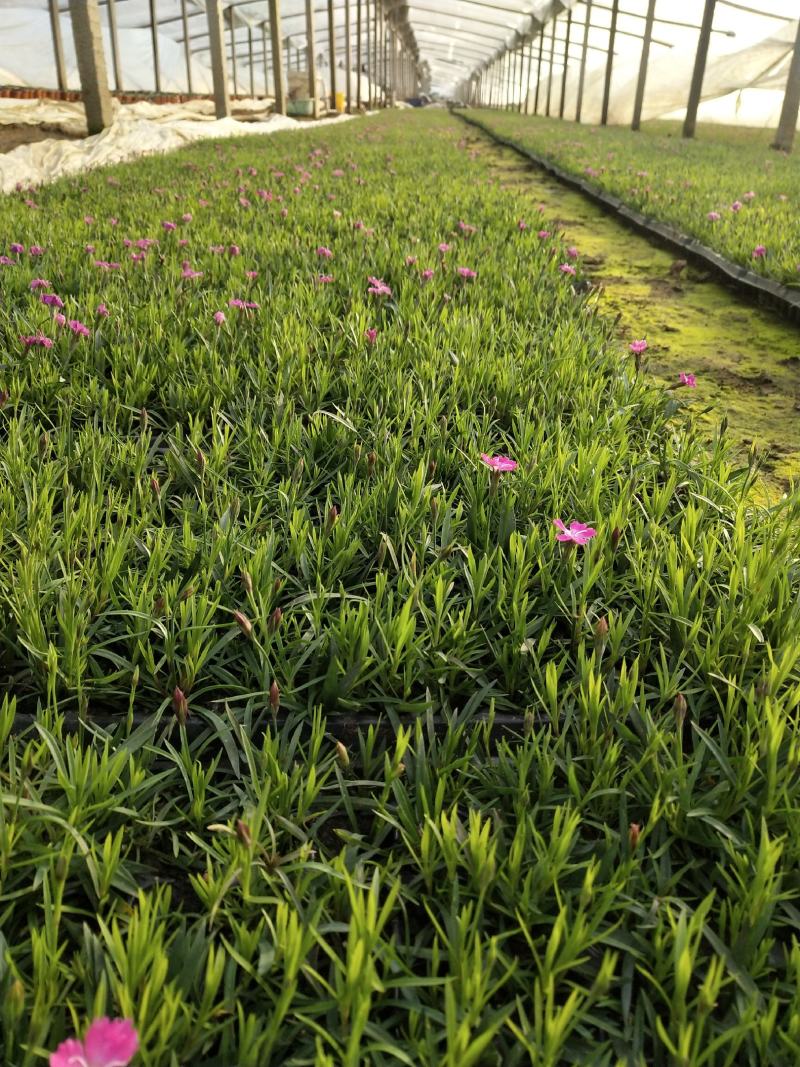 精品欧石竹穴盘苗（基地直供200穴，128穴)量大从优