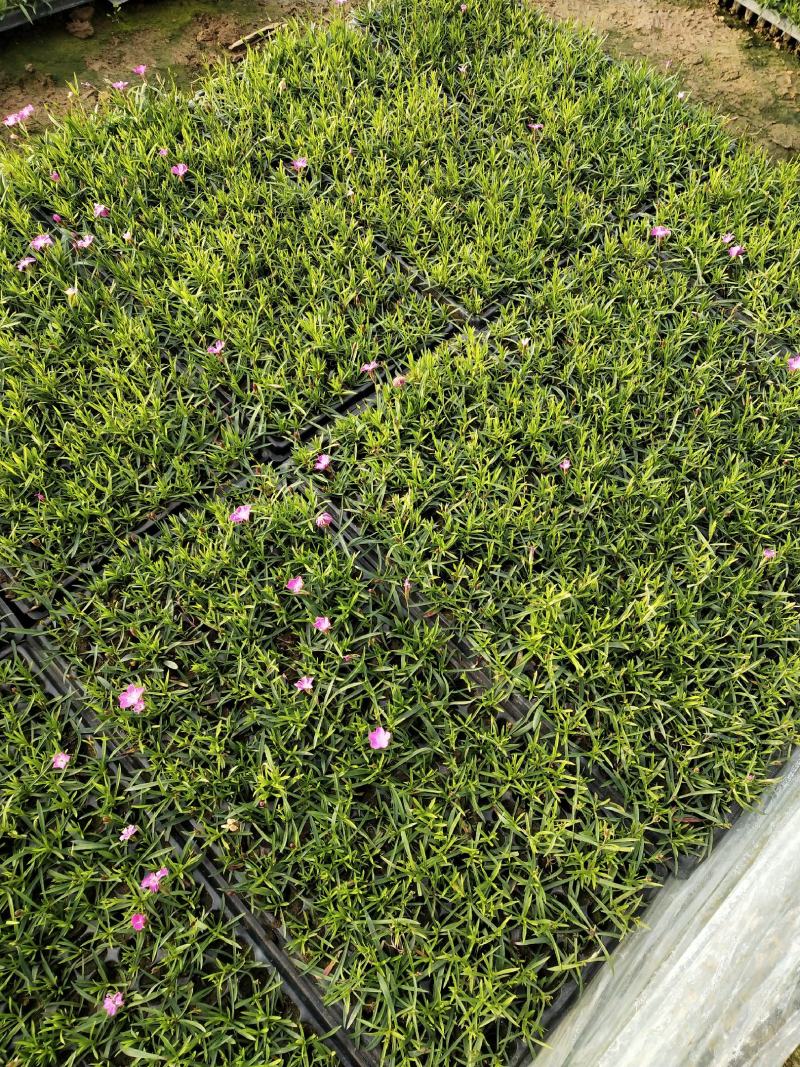 精品欧石竹穴盘苗（基地直供200穴，128穴)量大从优