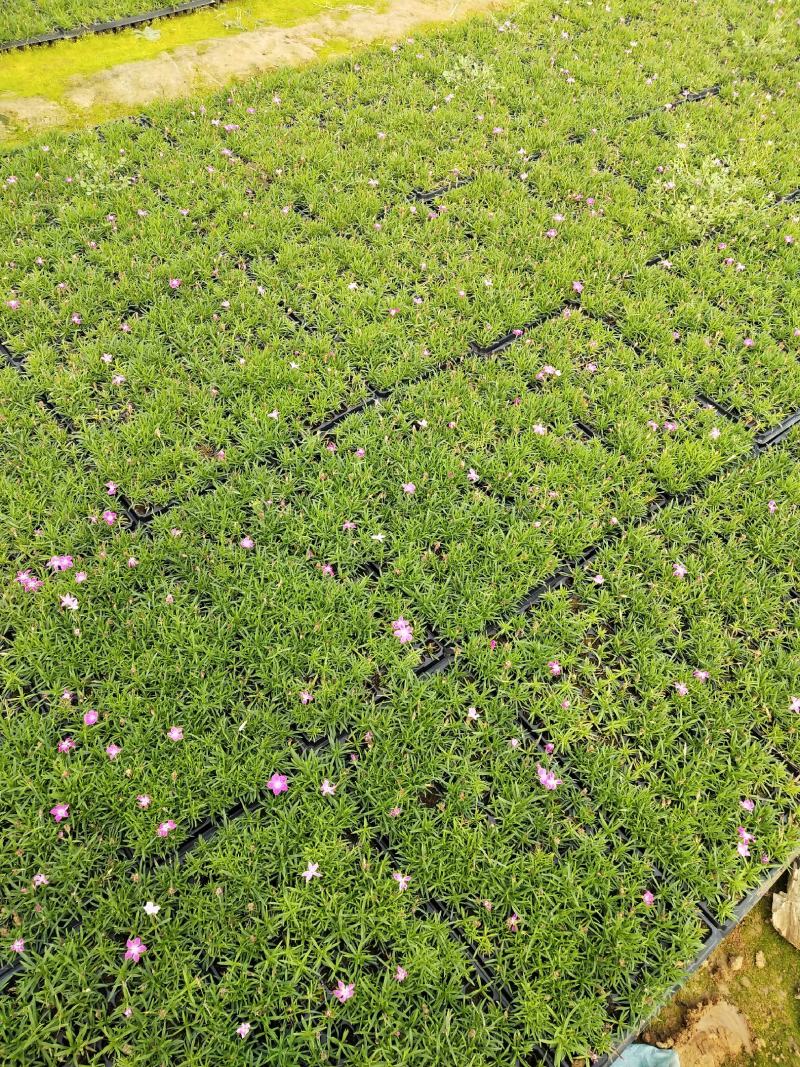 精品欧石竹穴盘苗（基地直供200穴，128穴)量大从优