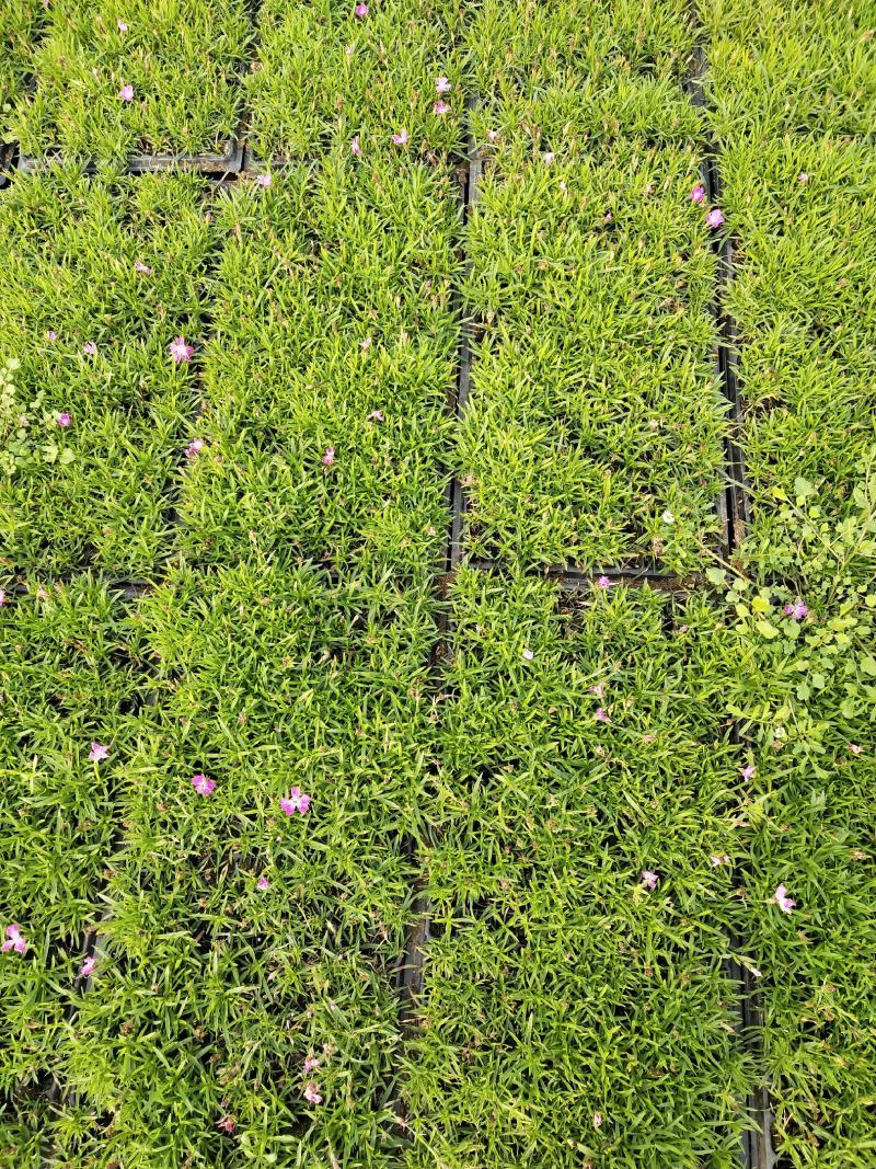精品欧石竹穴盘苗（基地直供200穴，128穴)量大从优