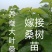 【精选好货】养蚕嫁接桑树苗，农桑14号，强桑大叶桑树苗