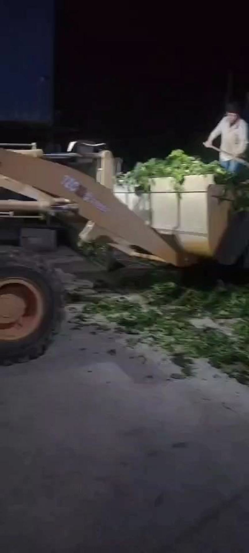 趴地菠菜江苏徐州精品黑园叶菠菜对接工厂加工脱水菠菜