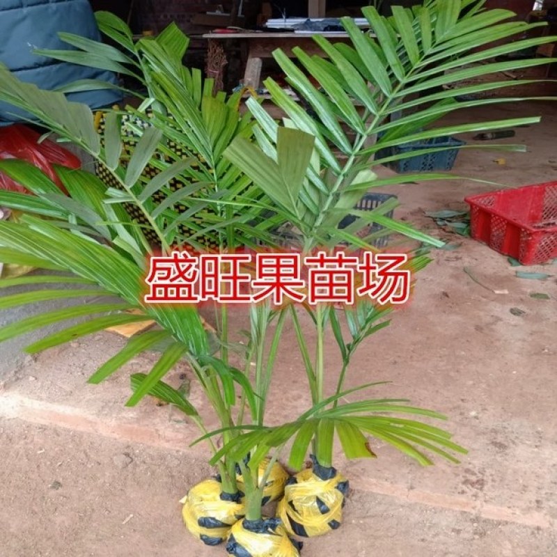 广西棕榈树苗大王椰树苗假槟榔树苗公路庭院种植风