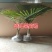 广西棕榈树苗大王椰树苗假槟榔树苗公路庭院种植风