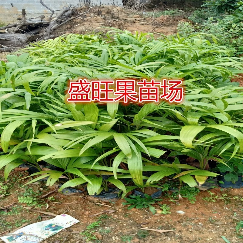 广西棕榈树苗大王椰树苗假槟榔树苗公路庭院种植风