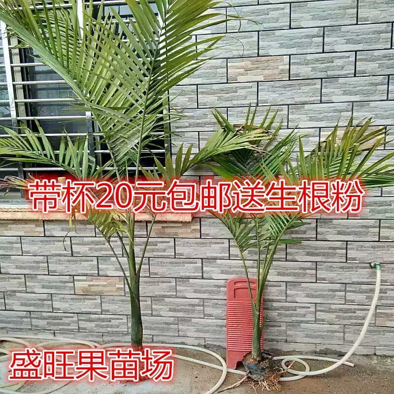 广西棕榈树苗大王椰树苗假槟榔树苗公路庭院种植风