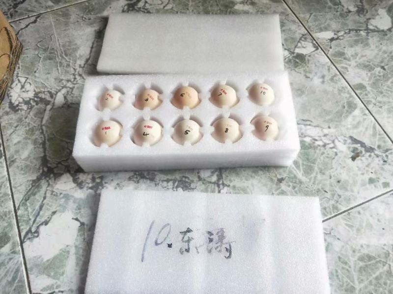 东涛鸡种蛋包100%受精，包100%出壳