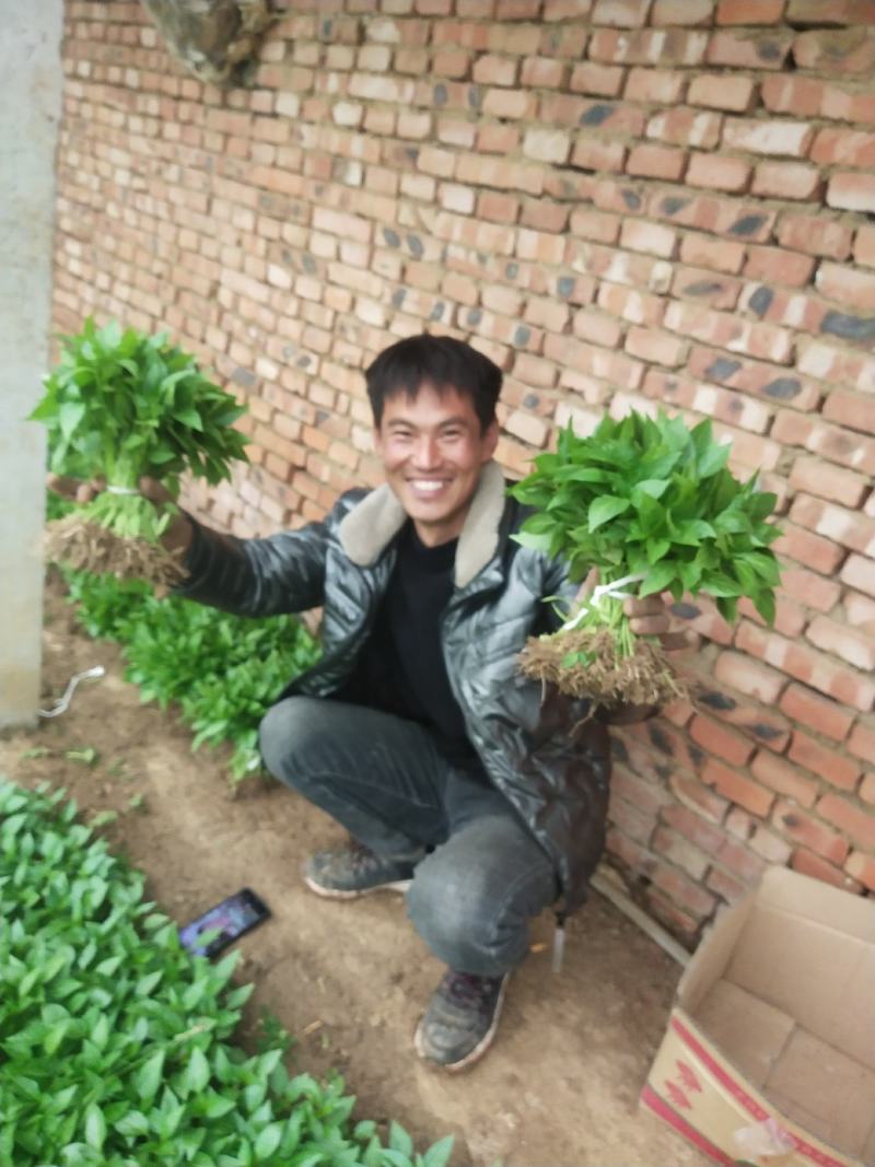 【推荐】优质辣椒苗，大量供应，基地直供，